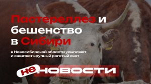 Пастереллез и бешенство в Сибири: в Новосибирской области усыпляют и сжигают крупный рогатый скот
