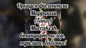 Орхидея фаленопсис Марракеш  Marrakesh, Танго! Рассмотрим мутацию орхидеи!