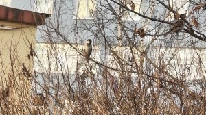 минутка внимания на природу. 1 выпуск от 30.03.2026