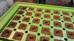 Папайя посадка семян