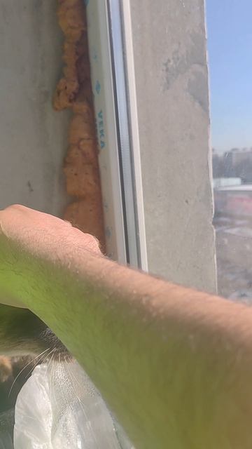 Сиамская кошка