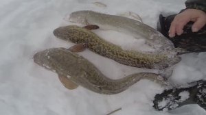 Сибирская рыбалка, глава 93: цветовая палитра налимов.