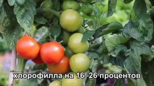 Два магнита превращают водопроводную воду в суперудобрение