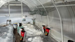 Работы в теплицах 20 марта. Посеяла редиску , салат , лук на зелень. Готовлю лунки для томатов