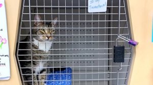 Настя учит правилам безопасности 👮_♀️ Как оставать