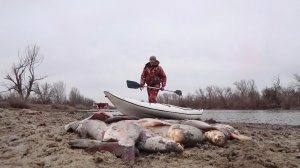 ОГО ДЕБРИ! КРУПНАЯ БОРА В ЗАКРЫТОЙ ЛУЖЕ НА ОСТРОВЕ. Рыбалка на поплавок с каяка. Поплавочная удочка.