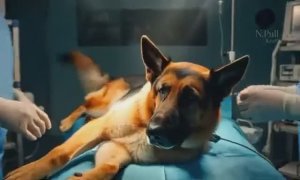 Лапа моя лапа на стихи Роберта Рождественского - код поэзии