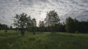 СБОР ЗЕМЛЯНИКИ