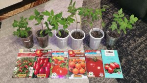 Зацвели томаты для раннего урожая 20 марта! Про лук и пересадку помидор.