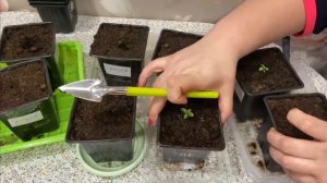 Эустома рассада. Пикировка 19.03.26