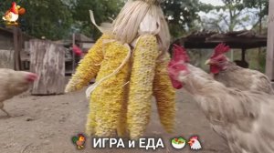 Кормление кур овощами и фруктами для зарядки и от скуки 🥗🐓🤗  (76)