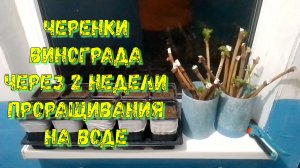 Как прорастить черенки винограда основные рекомендации.Часть 2.