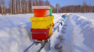 Супер тележка для выставки пчёл. Рельсы на пасеке. Так легко,я ещё пчёл не выставлял. Полный обзор.