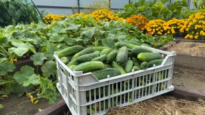 Обзор семян огурцов на 2026 г.