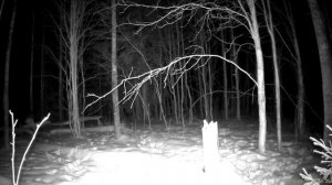 Енотовидные собаки, лось и зайцы. Кадры с солонца. Ленинградская область.