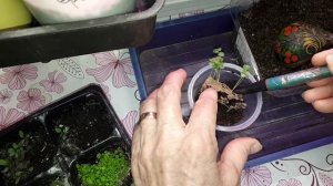 Рассадный 2026г.Пикирую цветы, львиный зев.