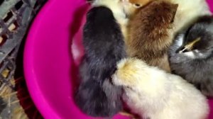 Квочка вывела цыплят
