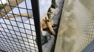 Краткий мартовский обзор сада.