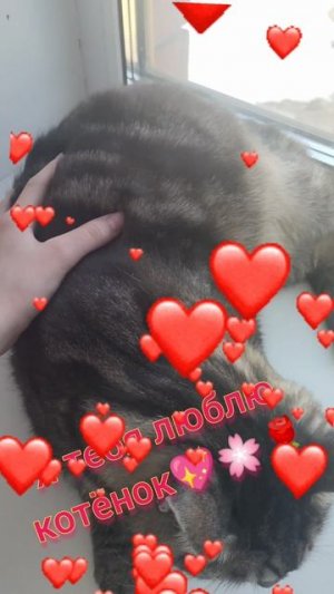 Пушистое симейство.котькина жизнь.