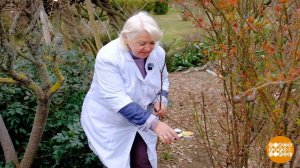 Все в сад! На обрезку деревьев! Доброе утро. Фрагмент выпуска от 20.03.2026