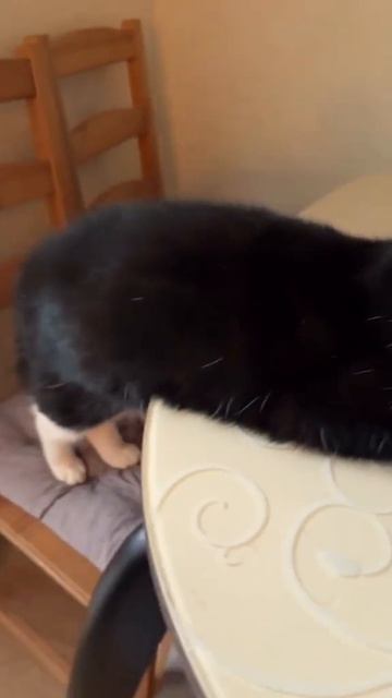 Юридически подкованный кот)