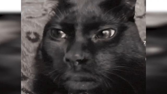 РАЗБОР И ГАЙД НА ДЖЕЙН ДОУ