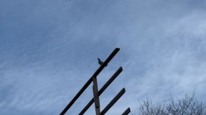 20.03.2026г Тетеревятник Лютует!!!