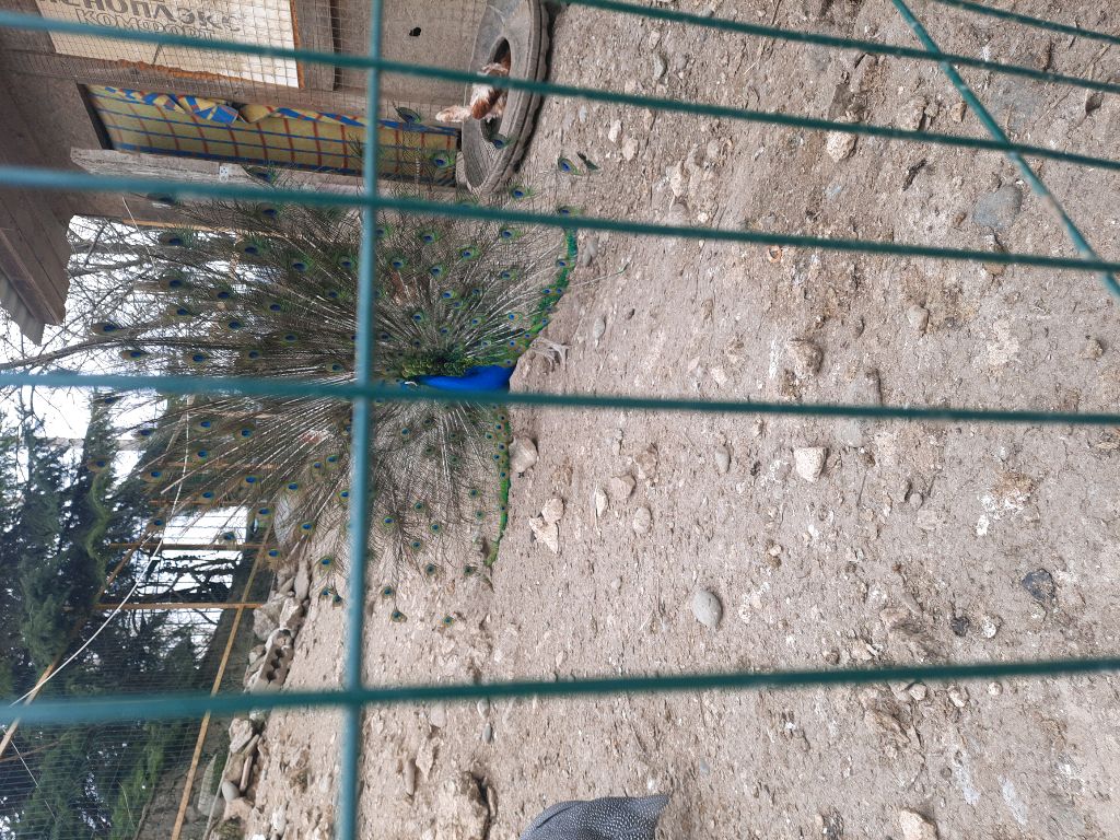 путишествие в Абхазие