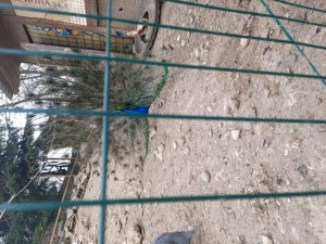 путишествие в Абхазие