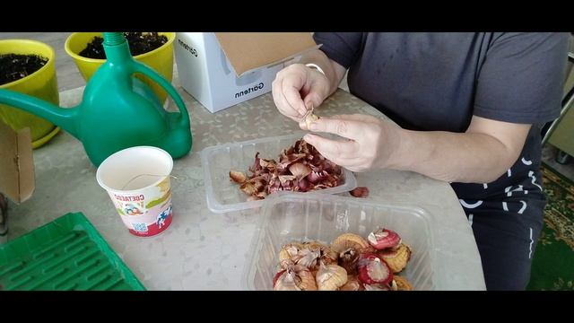 Разбираю луковицы гладиолусов и кал.Подкормка и болталка.