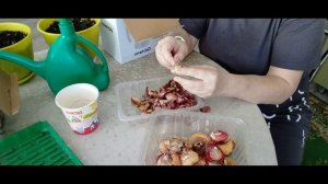 Разбираю луковицы гладиолусов и кал.Подкормка и болталка.