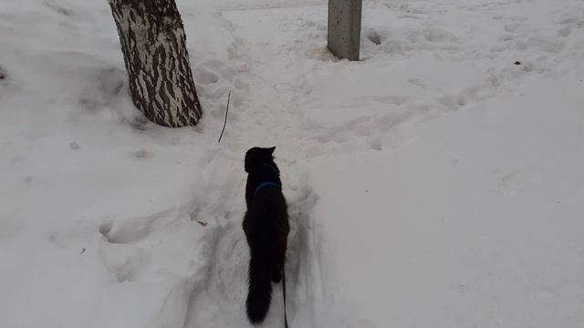 Мишуля разгулялся. смотреть онлайн