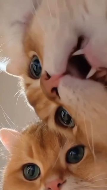 🐈❤️