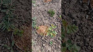 Весна на даче в Узбекистане 20.03.2026г