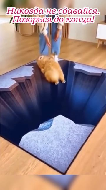 Не сдавайся 🐱