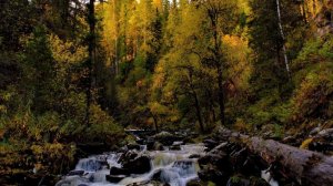 «В ГЛУХОЙ ТАЙГЕ».  Вы будете в восторге от истории.