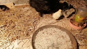 Отдал КВОЧКАМ ЦЫПЛЯТ! / Сколько цыплят водят мои квочки?