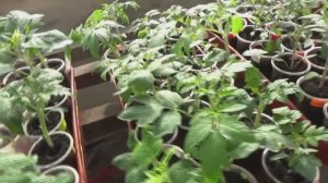 ПОСЕВЫ 2026-84. Рассада томатов подрастает - ей нужно больше места! РАЗДВИГАЕМСЯ!