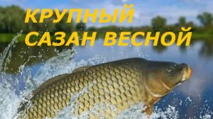 КАК ПОЙМАТЬ КРУПНОГО САЗАНА ВЕСНОЙ? МЕСТА И ВРЕМЯ ДЛЯ РЫБАЛКИ! НАЖИВКИ СНАСТИ И ПРИКОРМКА ДЛЯ САЗАНА