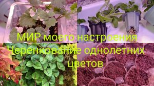 15.03.26 Черенкование однолетних цветов,как получить максимальный результат быстро