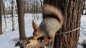 Незнакомые белки. Зарисовка