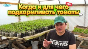 ПОДКОРМКА ТОМАТОВ. КАК ПОДКАРМЛИВАТЬ РАССАДУ ТОМАТОВ!