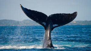 Морская прогулка на Камчатке: Тихий океан, киты и дикая природа