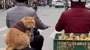 Гоп-стоп средь белого дня