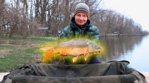 Активный клёв карпа на флэт фидер рыбалка весной 2026