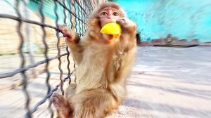 Феня выбрала ЛУК, чтоб не ЦЕЛОВАТЬСЯ с Веней?😂 Маленькая Сакура жуёт яблоки, а магот ПРИВЕРЕДА!