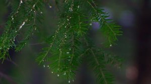 В югорском интернете наступила весна