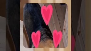 1000052814.mp4 (Собака наблюдает за устройством лестницы на 2-ой этаж в доме А-фрейм)