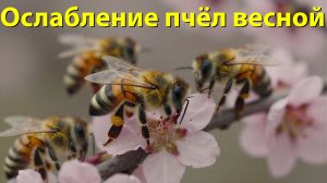 Почему слабеют пчелы весной? Разбор профессора Кашковского