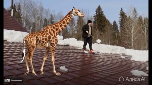 Жизнь жирафа  у руслана